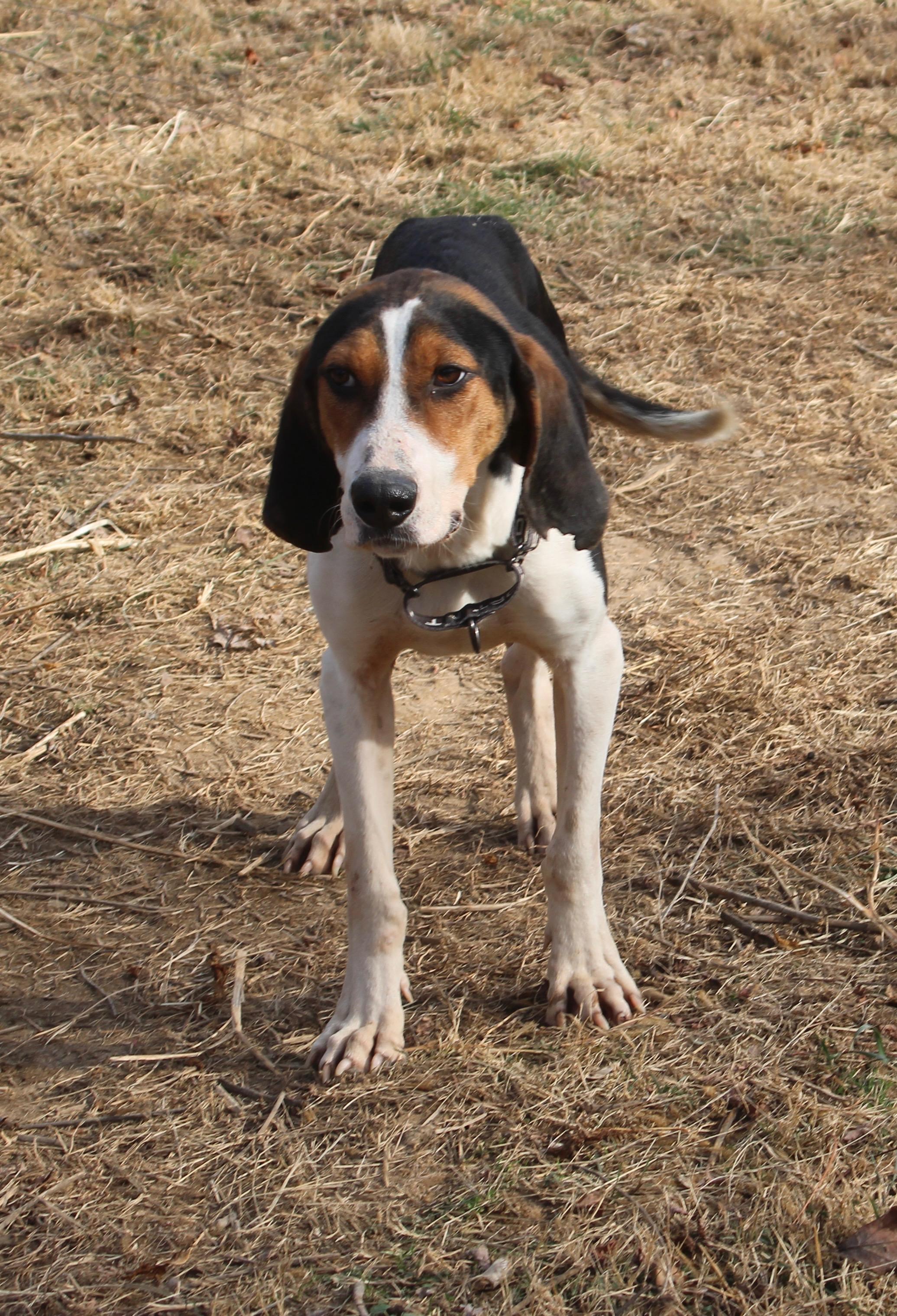 Whiskey sunrise, adopted, Young Male Treeing Walker Coonhound.
