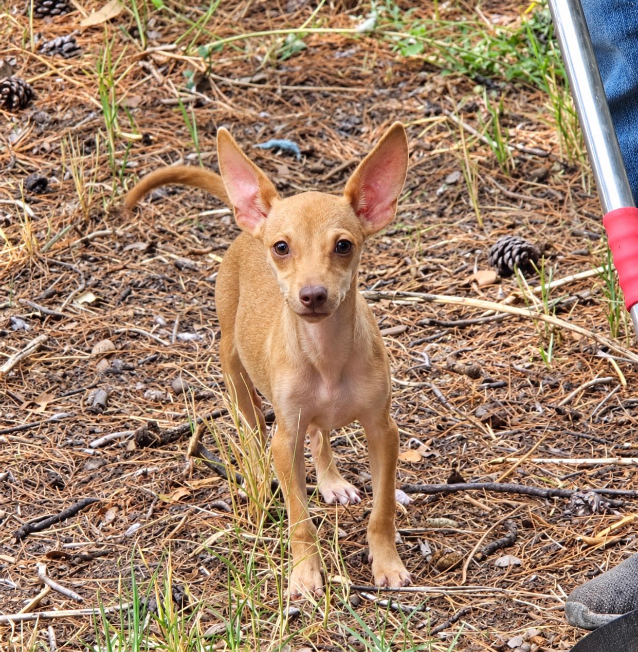 Enlarge Freckles, a Adoptable mixed breed in Uxbridge, MA image 1/1