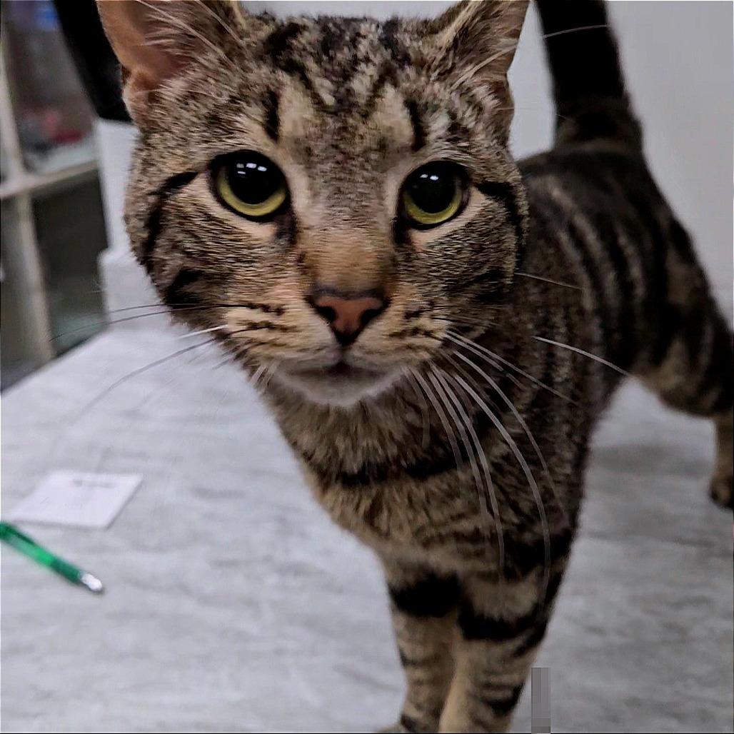 Enlarge Weaver, a Adoptable Domestic Short Hair in Zanesville, OH image 2/2