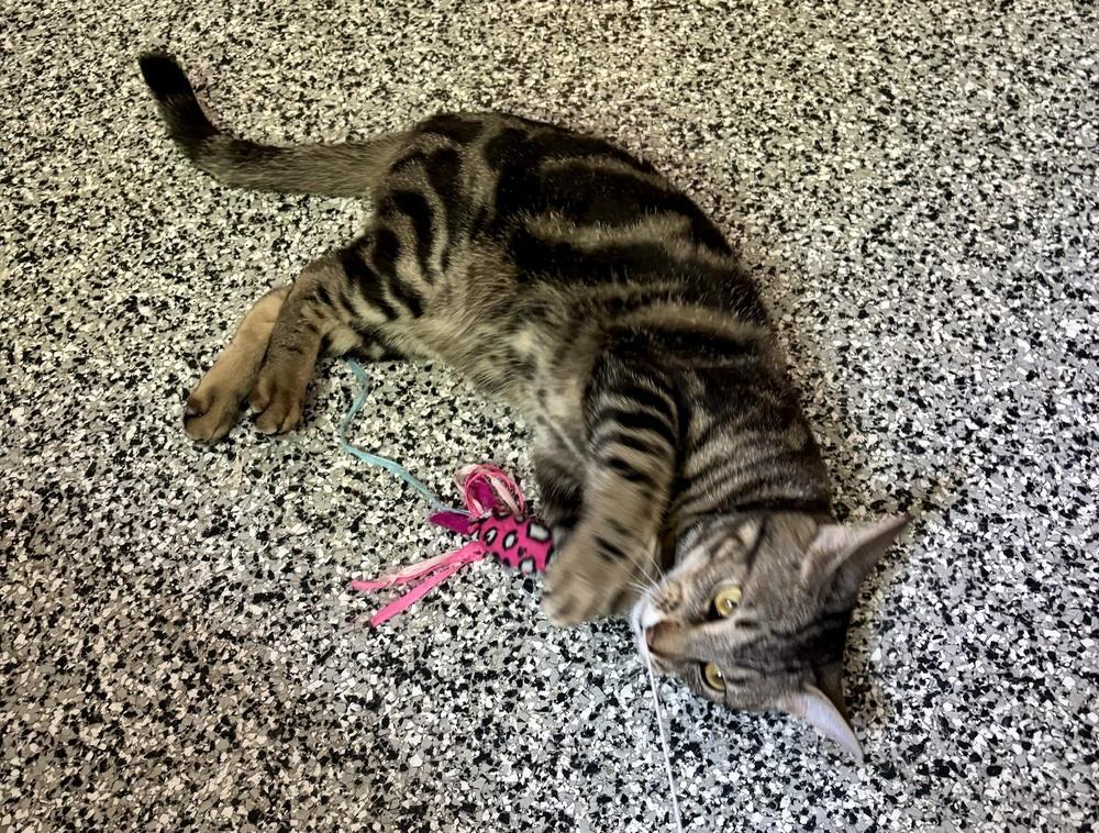 Reno, a Adoptable Domestic Short Hair in Duxbury, MA image 1/4