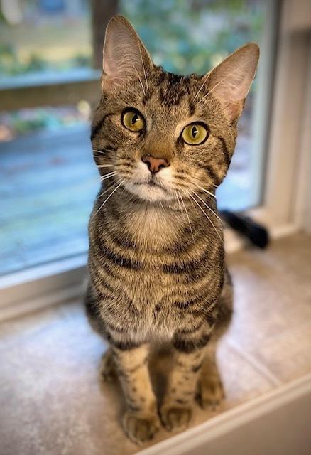 Enlarge Reno, a Adoptable Domestic Short Hair in Duxbury, MA image 1/3