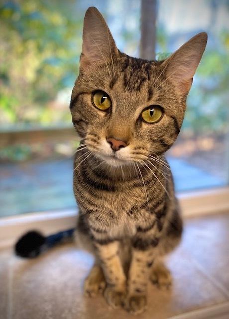 Enlarge Reno, a Adoptable Domestic Short Hair in Duxbury, MA image 2/3