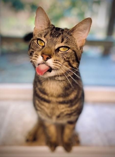 Enlarge Reno, a Adoptable Domestic Short Hair in Duxbury, MA image 3/3