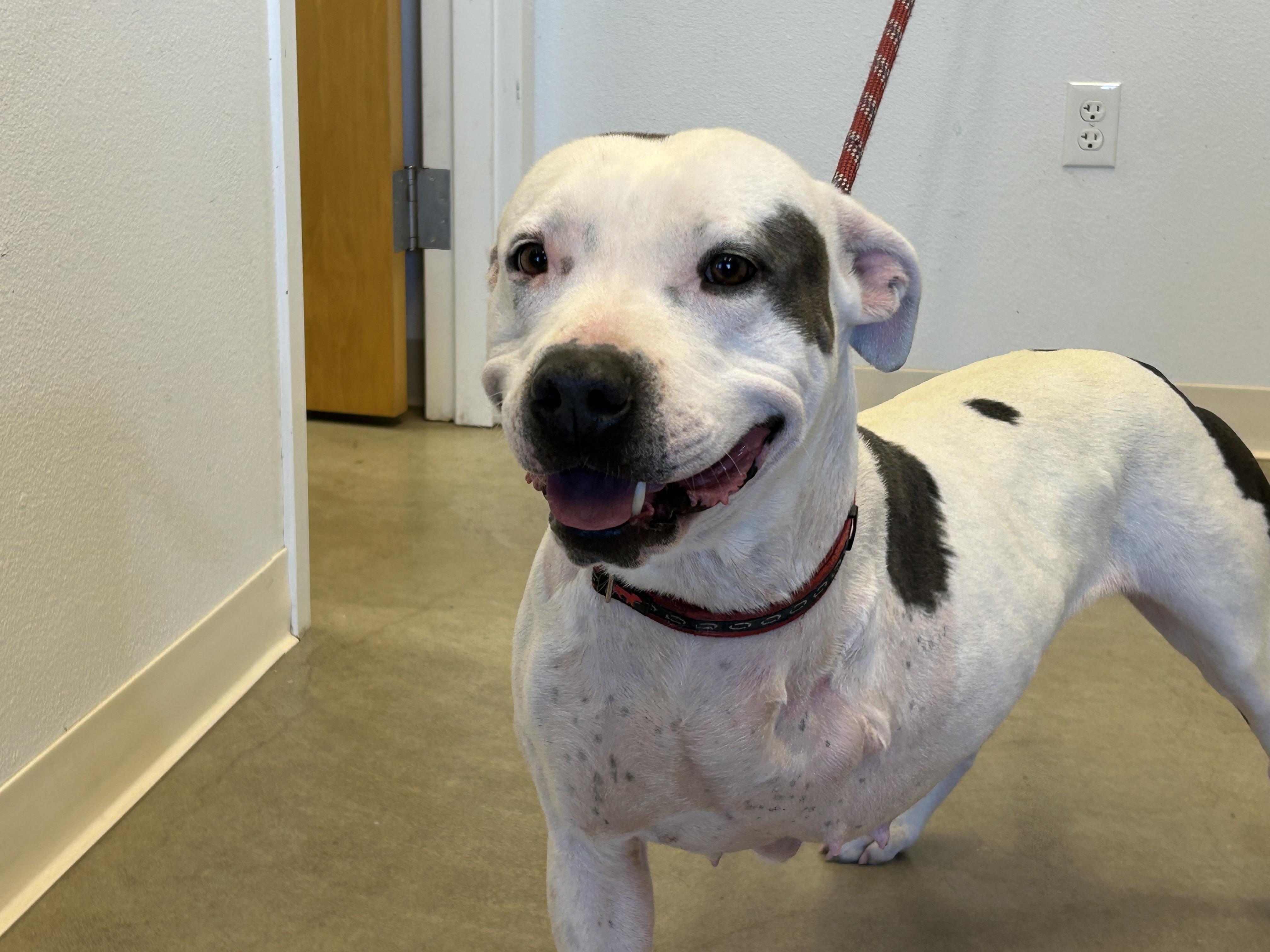 Raya, ADOPTABLE, Young Female Pit Bull Terrier.