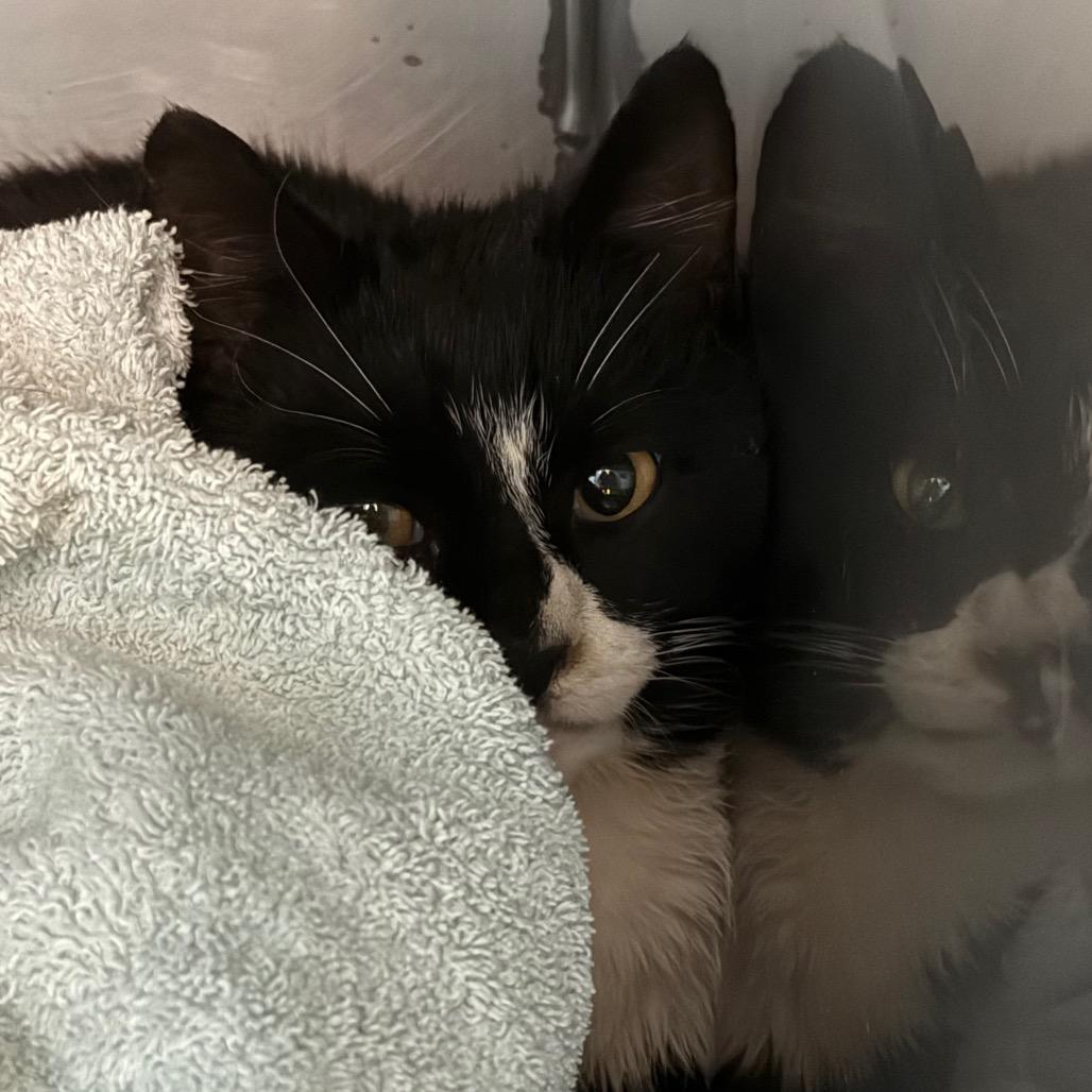 Jeffrey, Adoptable, Adult Male Domestic Short Hair.