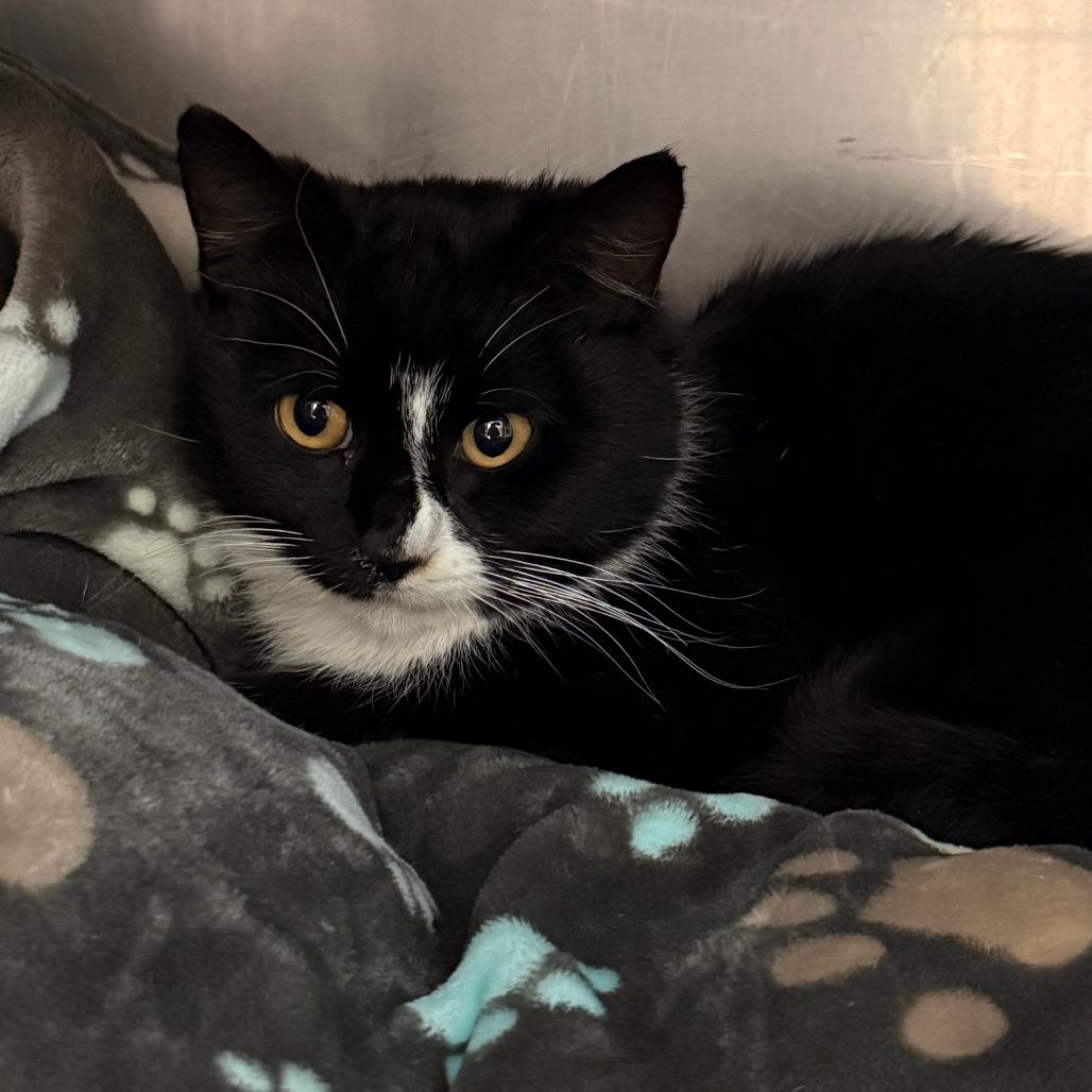 Enlarge Jeffrey, a Adoptable Domestic Short Hair in Troy, VA image 2/2