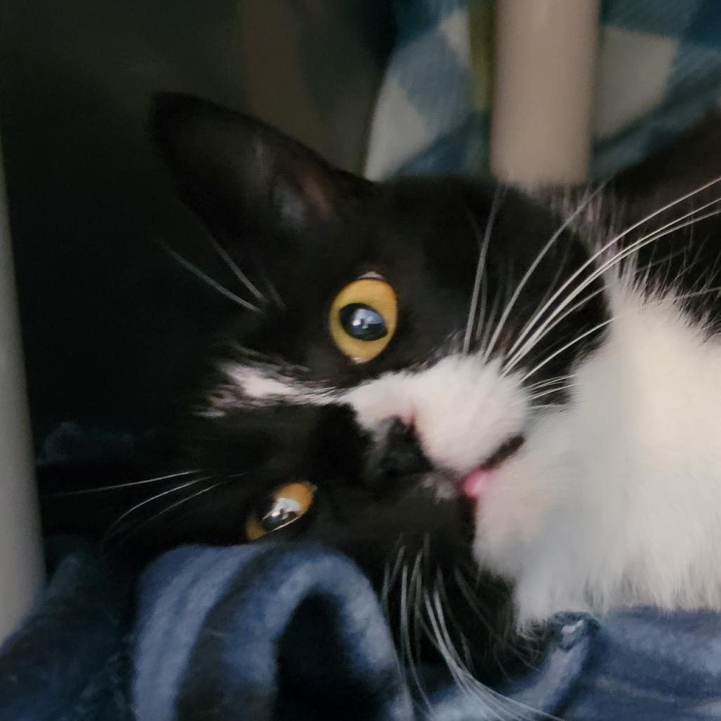 Enlarge Jeffrey, a Adoptable Domestic Short Hair in Troy, VA image 3/3