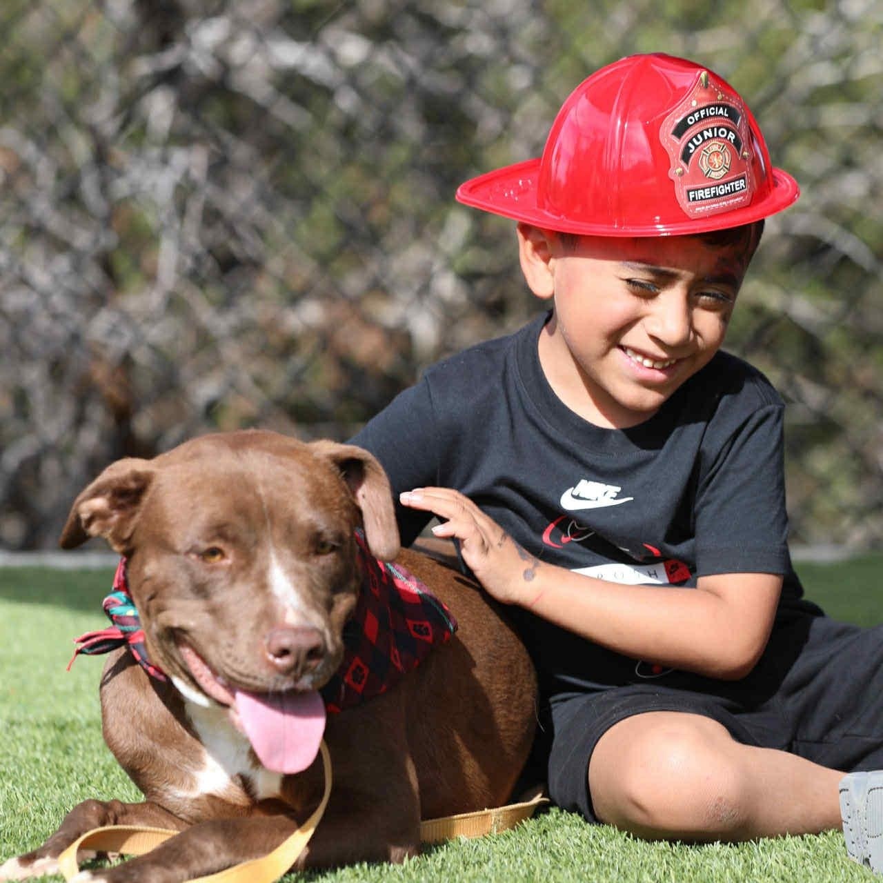 Kori #253432, adopted, Adult Female Pit Bull Terrier.