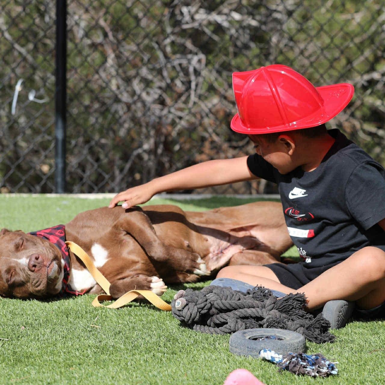 Enlarge Kori #253432, an adopted Pit Bull Terrier in PINON HILLS, CA image 3/6