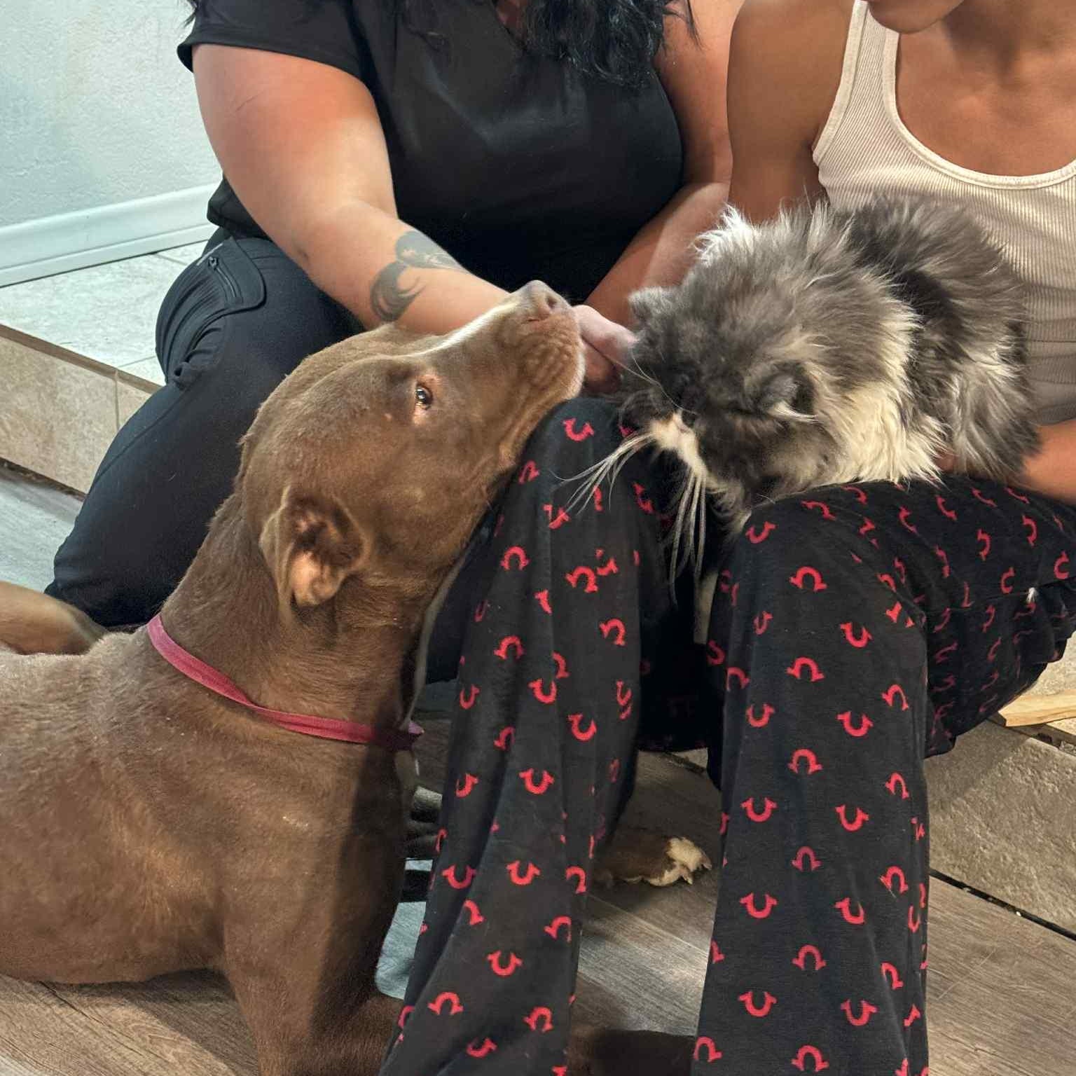 Enlarge Kori #253432, an adopted Pit Bull Terrier in PINON HILLS, CA image 4/6