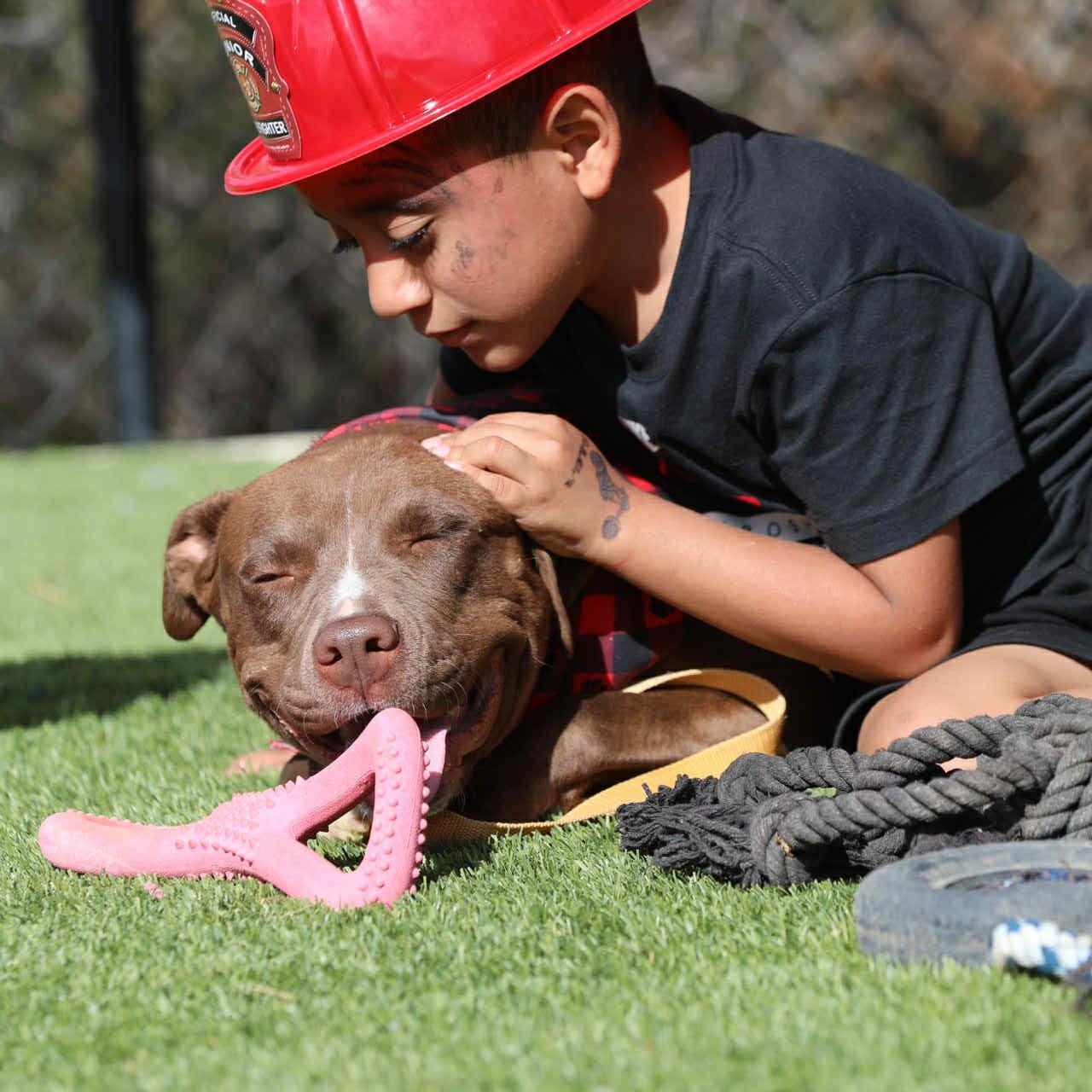 Enlarge Kori #253432, an adopted Pit Bull Terrier in PINON HILLS, CA image 5/6