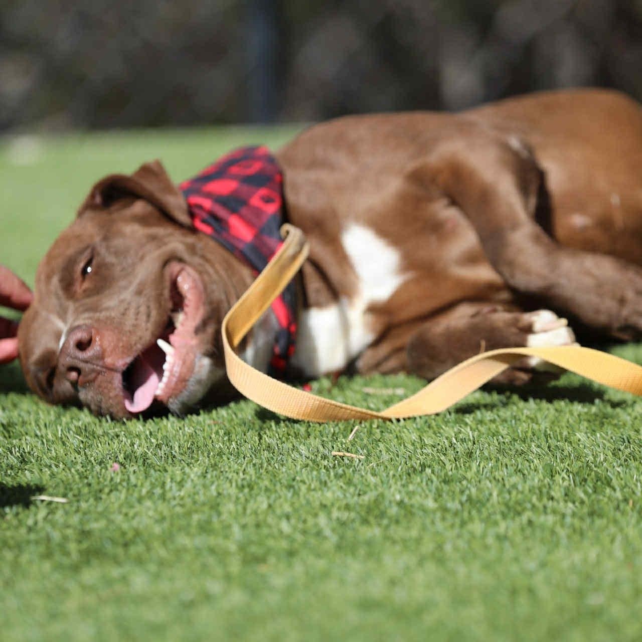 Enlarge Kori #253432, an adopted Pit Bull Terrier in PINON HILLS, CA image 2/6