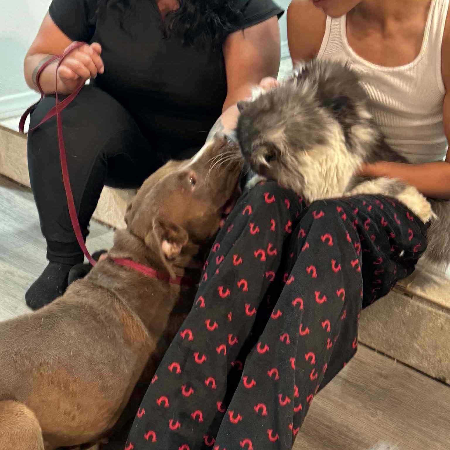 Enlarge Kori #253432, an adopted Pit Bull Terrier in PINON HILLS, CA image 6/6