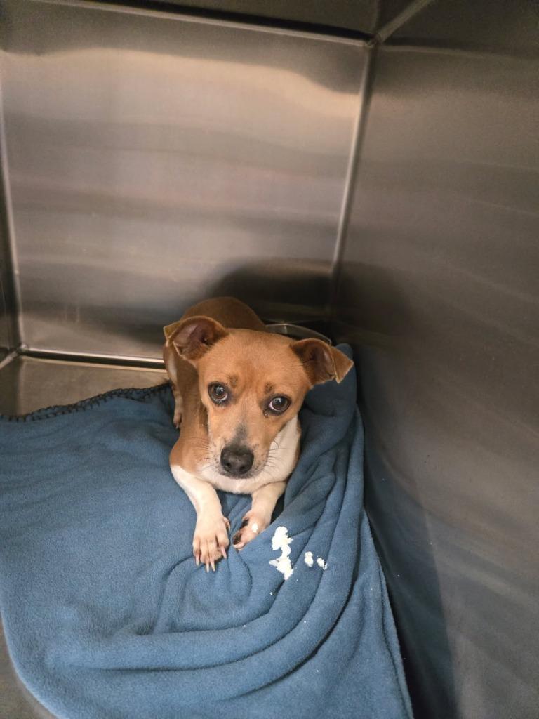 2026-09-073*Tie*, Adoptable, Adult Male Terrier.