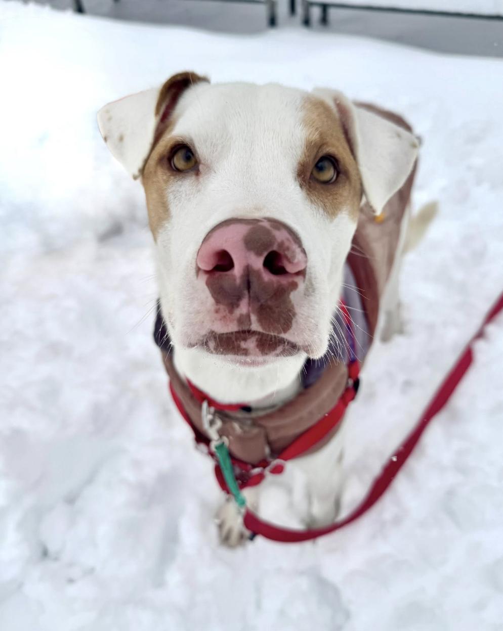 Draco, Adoptable, Adult Male Mixed Breed.