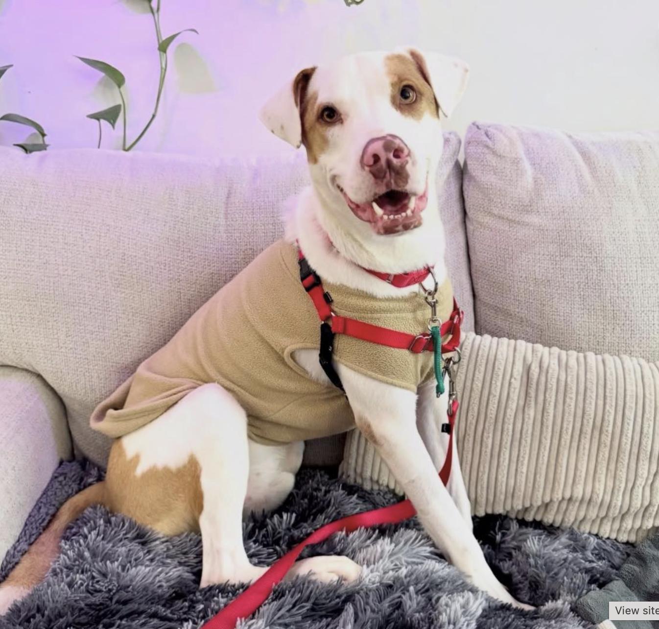 Draco, a Adoptable mixed breed in New York, NY image 2/5