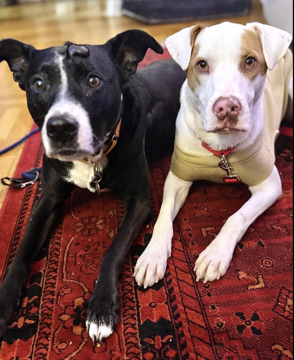 Draco, a Adoptable mixed breed in New York, NY image 4/5