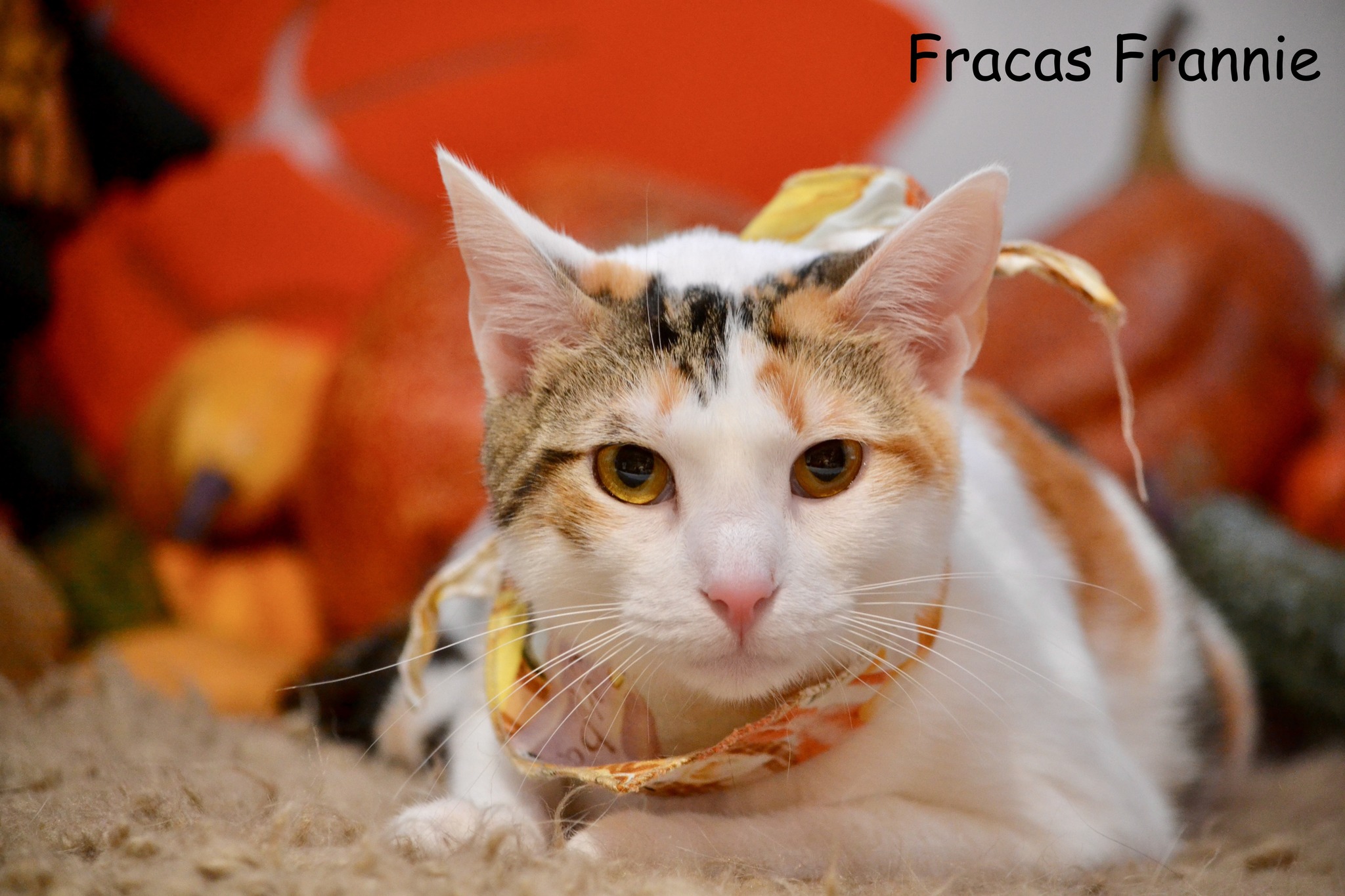 Fracas Frannie