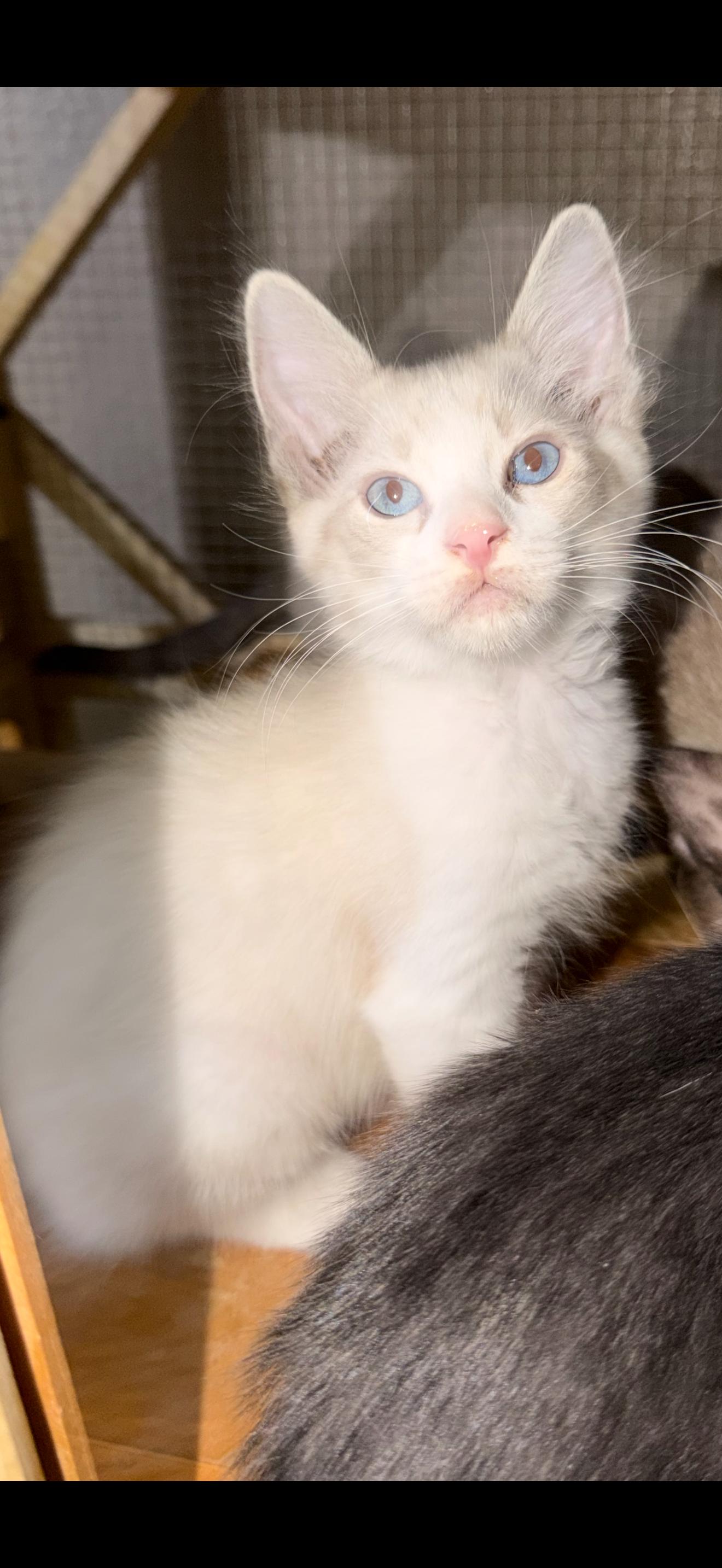 Enlarge Ruben, a Adoptable mixed breed in Stockton, CA image 1/3