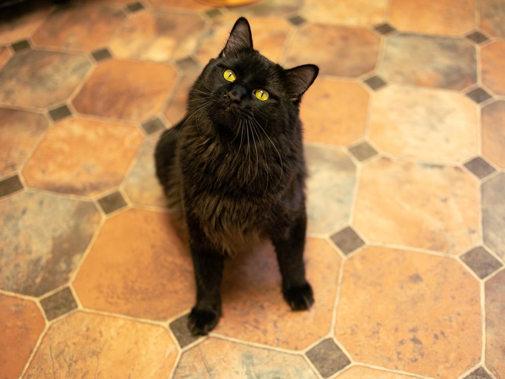 Fluffy, an adopted mixed breed in Republic, WA image 5/6