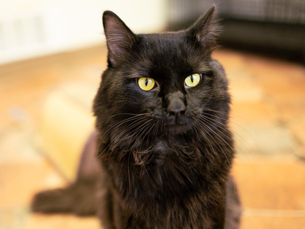 Fluffy, adopted, Young Male Domestic Long Hair.