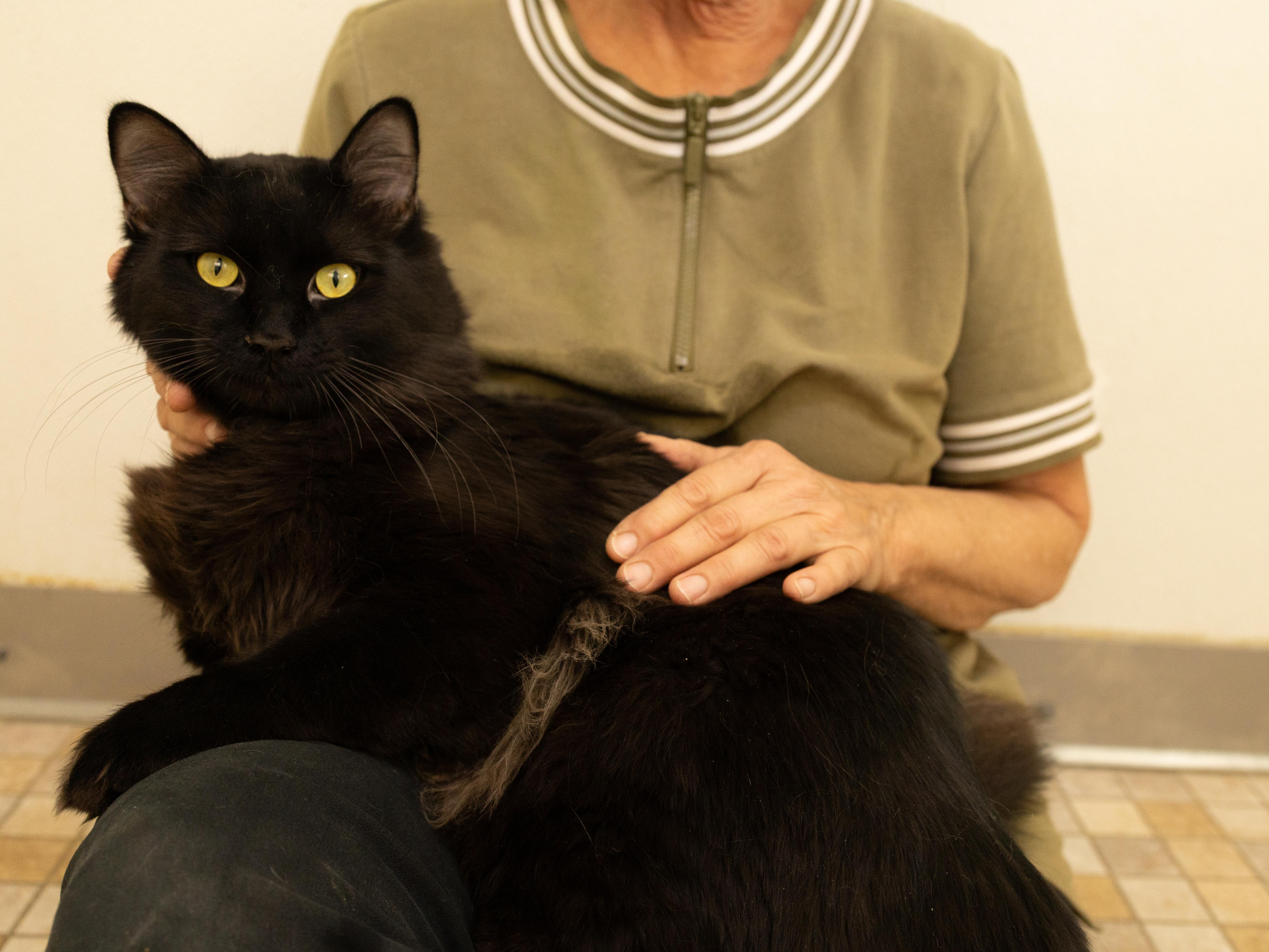 Fluffy, an adopted mixed breed in Republic, WA image 2/6
