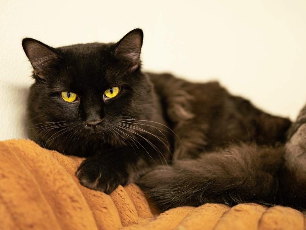Fluffy, an adopted mixed breed in Republic, WA image 3/6