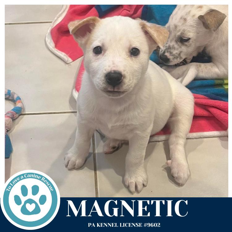 Magnetic (Northern Lights Litter) 012426, Adoptable, Puppy Female Husky.
