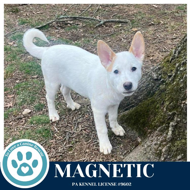 Magnetic (Northern Lights Litter) 012426, a Adoptable mixed breed in Kimberton, PA image 2/2