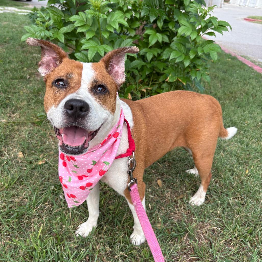 Daisy — thumbnail 2