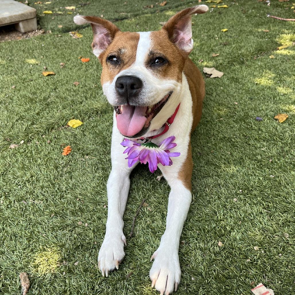 Daisy — thumbnail 4