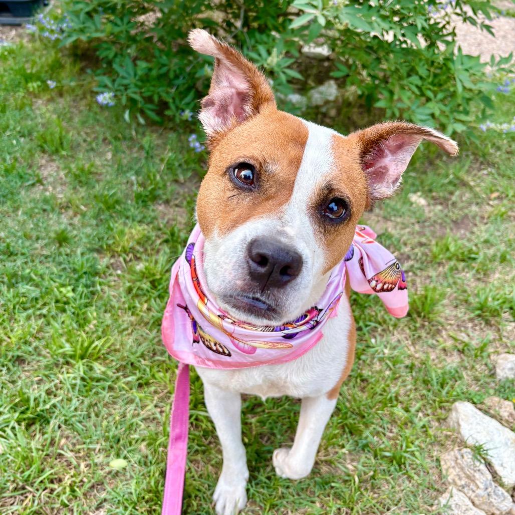 Daisy — thumbnail 5