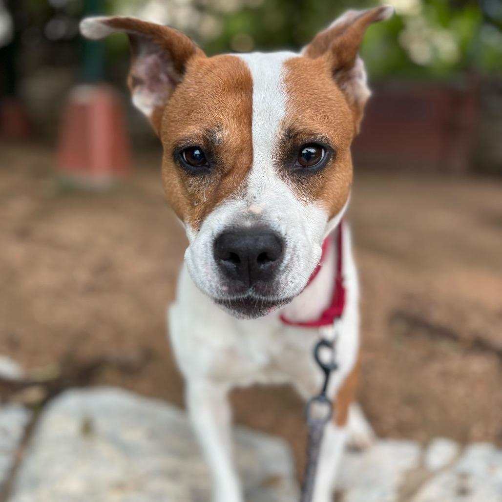 Daisy — thumbnail 6