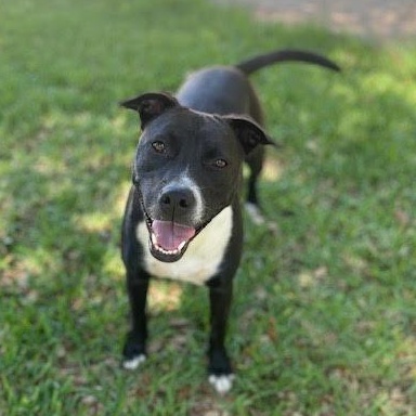 River, Young Female Terrier