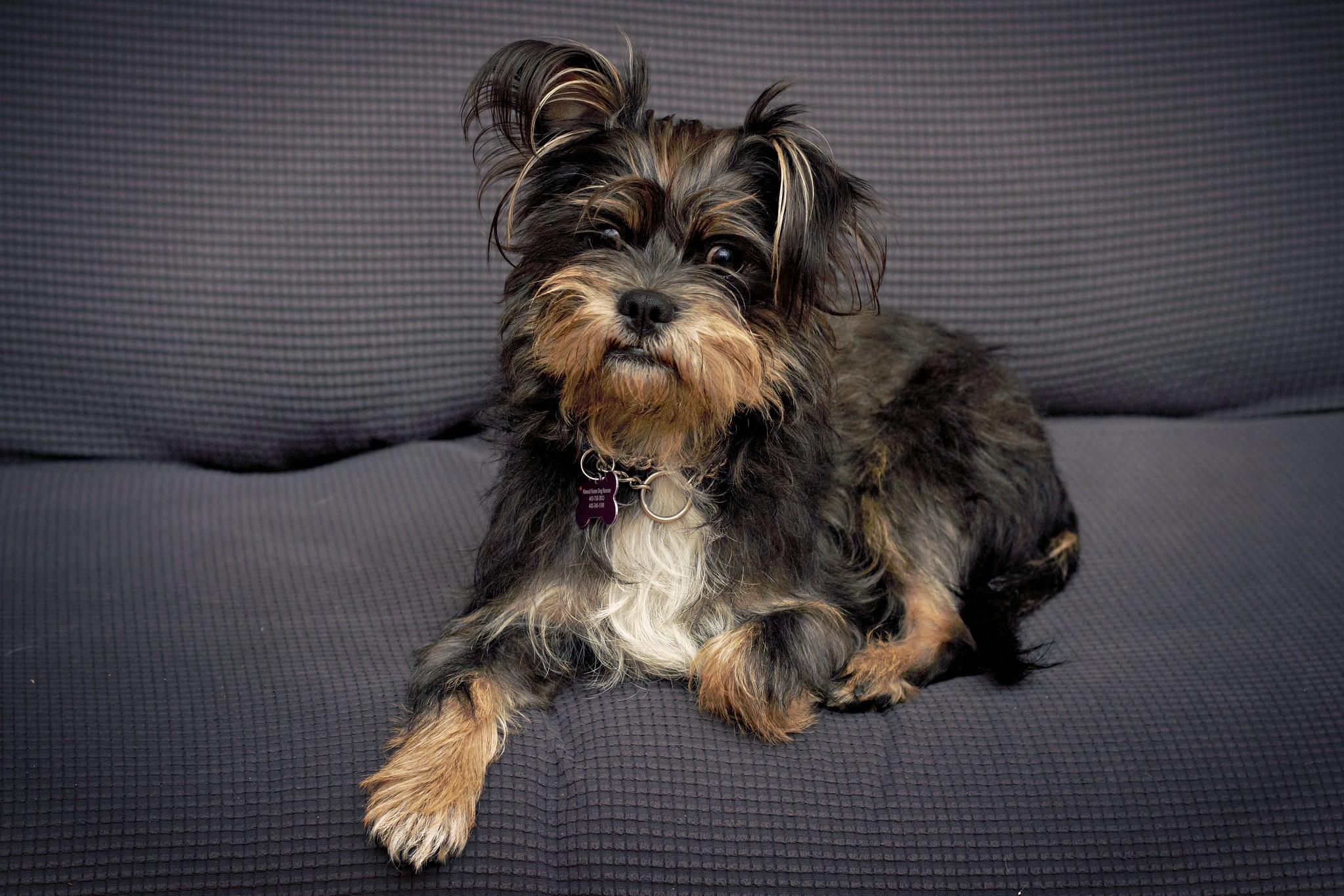 Waldo, a Adoptable mixed breed in Ellicott City, MD image 5/6