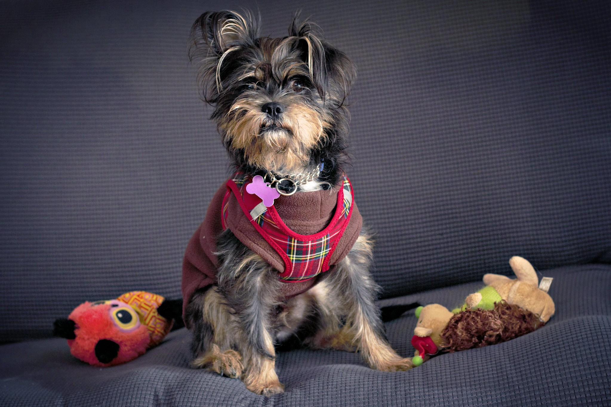 Waldo, a Adoptable mixed breed in Ellicott City, MD image 3/6