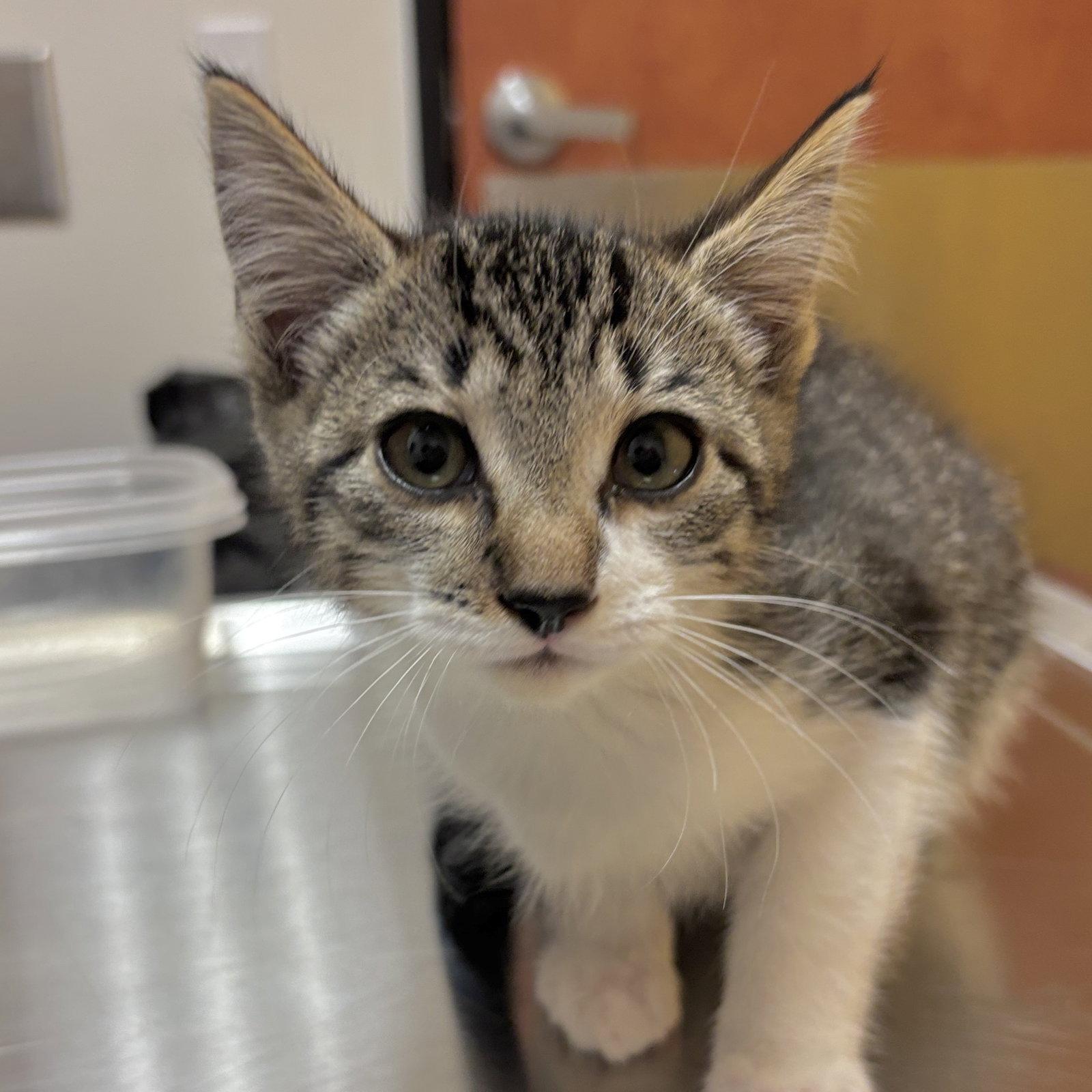 Enlarge Murphy, a Adoptable Domestic Short Hair in Sonora, CA image 1/1