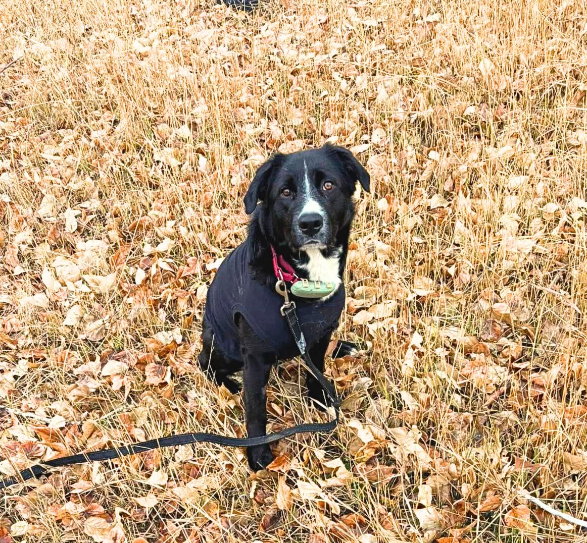 Callie, Adoptable, Young Female Greater Swiss Mountain Dog & Mixed Breed.