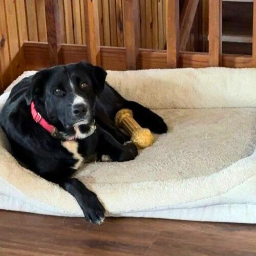 Callie, a Adoptable mixed breed in Dillon, MT image 2/3