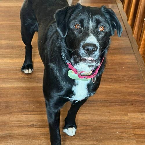 Callie, a Adoptable mixed breed in Dillon, MT image 3/3