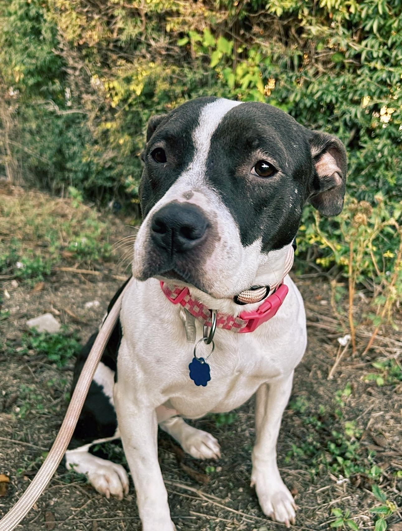 Fairy, Adopted, Young Female American Staffordshire Terrier.