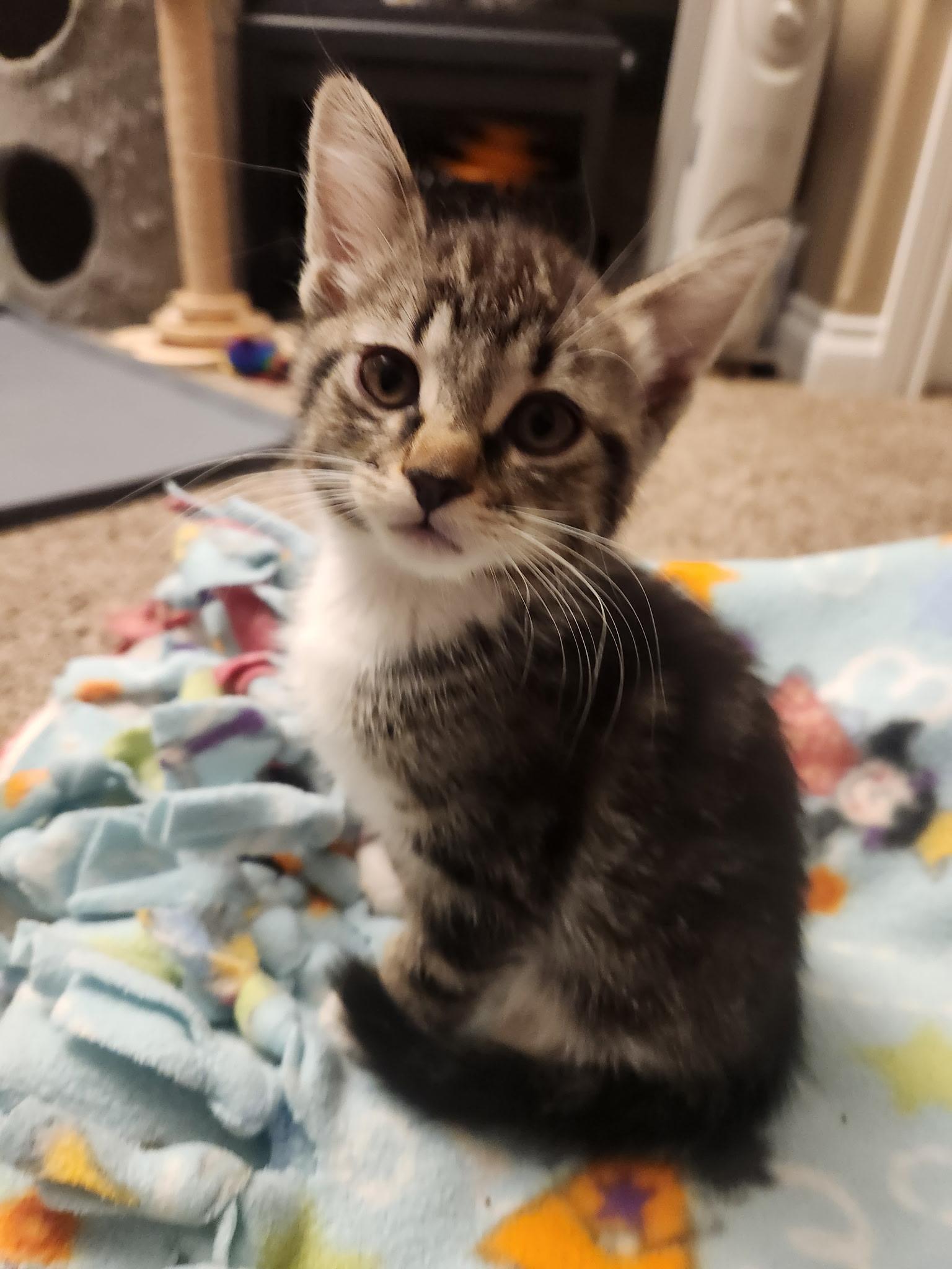 Percy, an adoptable Domestic Short Hair in Great Falls, MT, 59405 | Photo Image 1