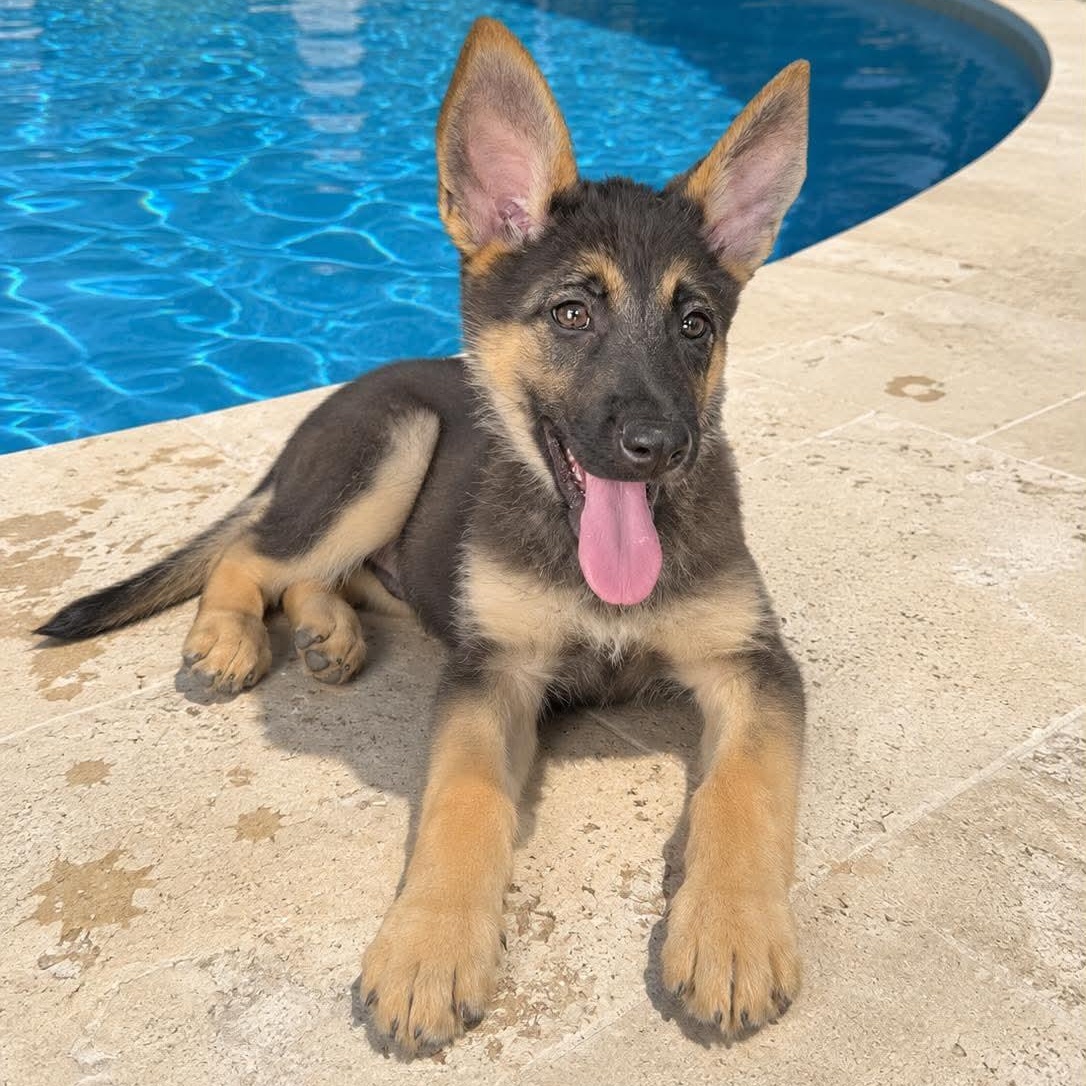 Baloo, an adopted German Shepherd Dog in Justin, TX image 2/5