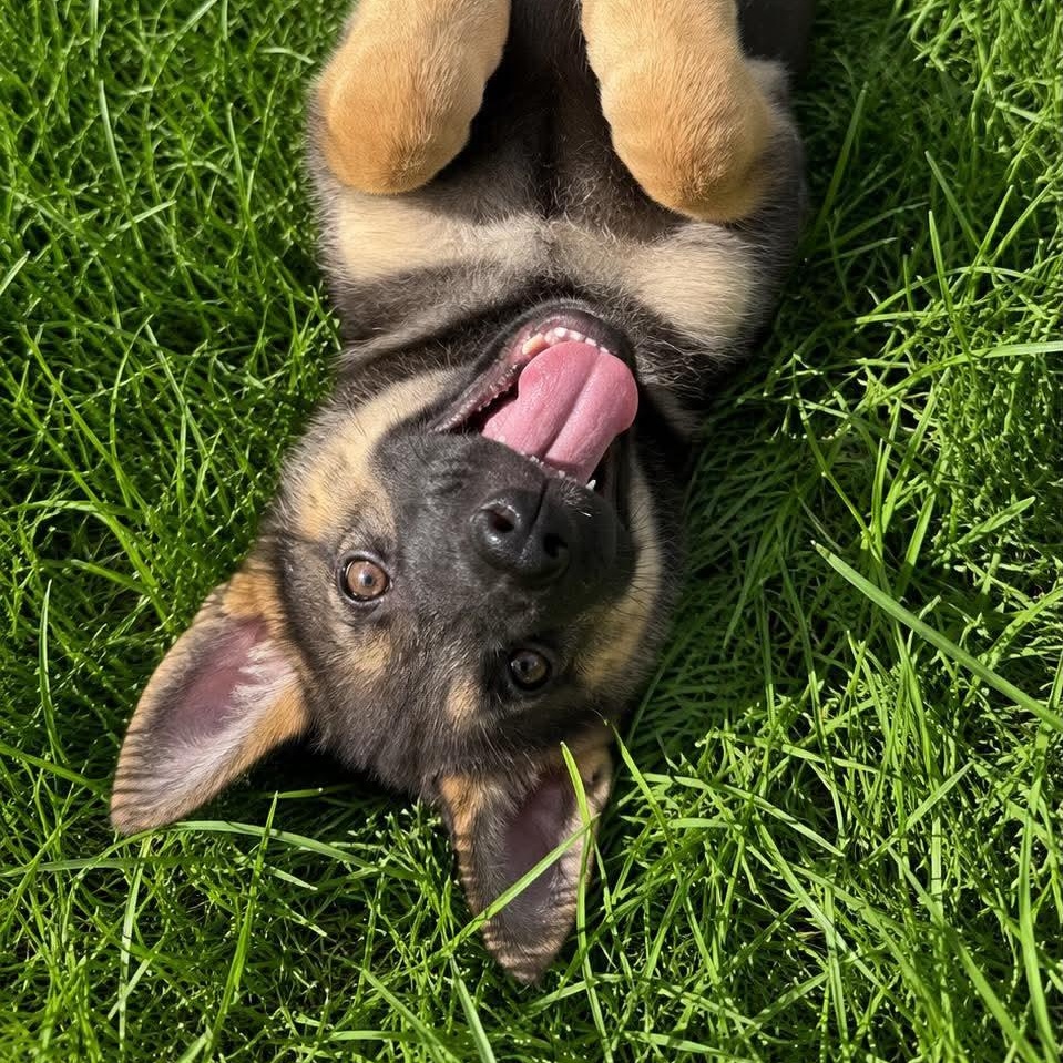 Baloo, an adopted German Shepherd Dog in Justin, TX image 3/5