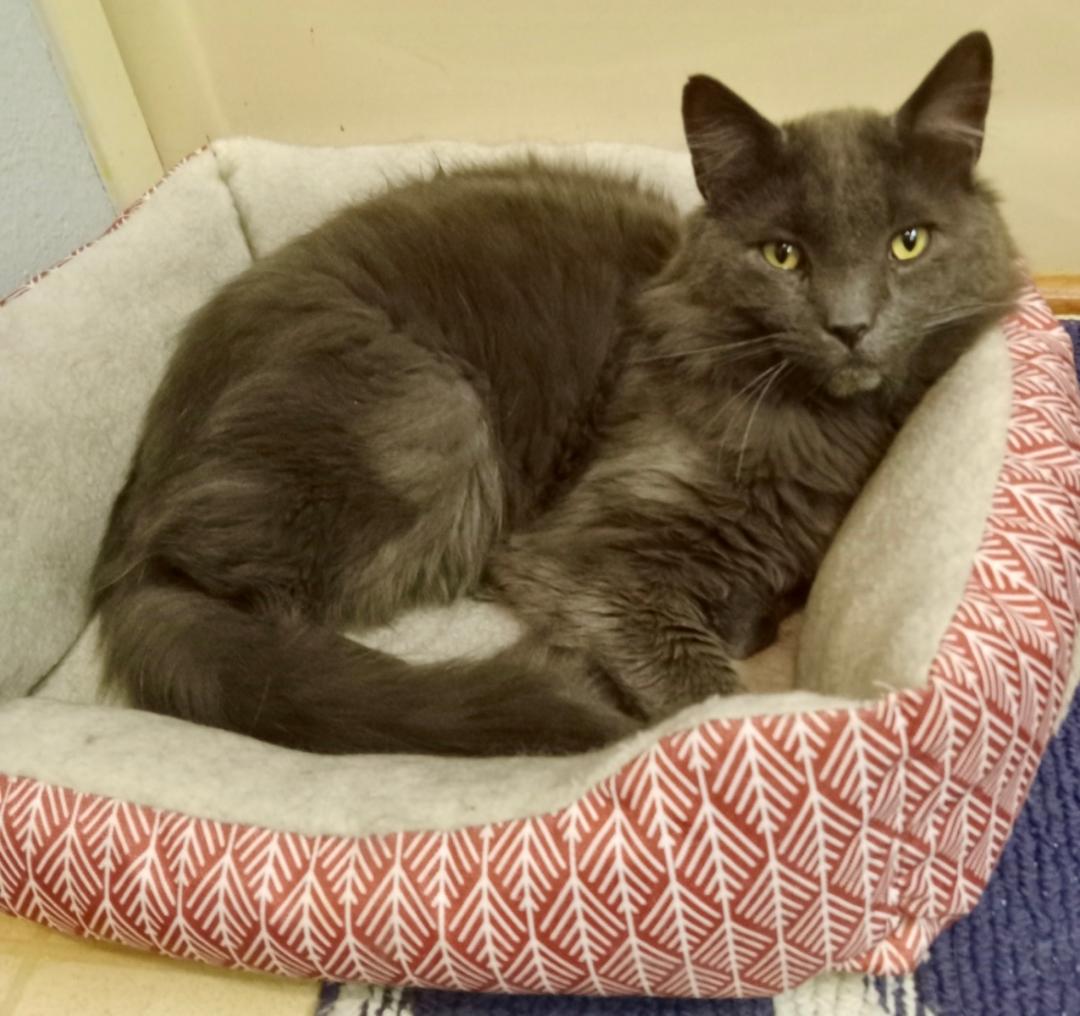 Enlarge Duke, a Adoptable Domestic Medium Hair in Pasco, WA image 2/2