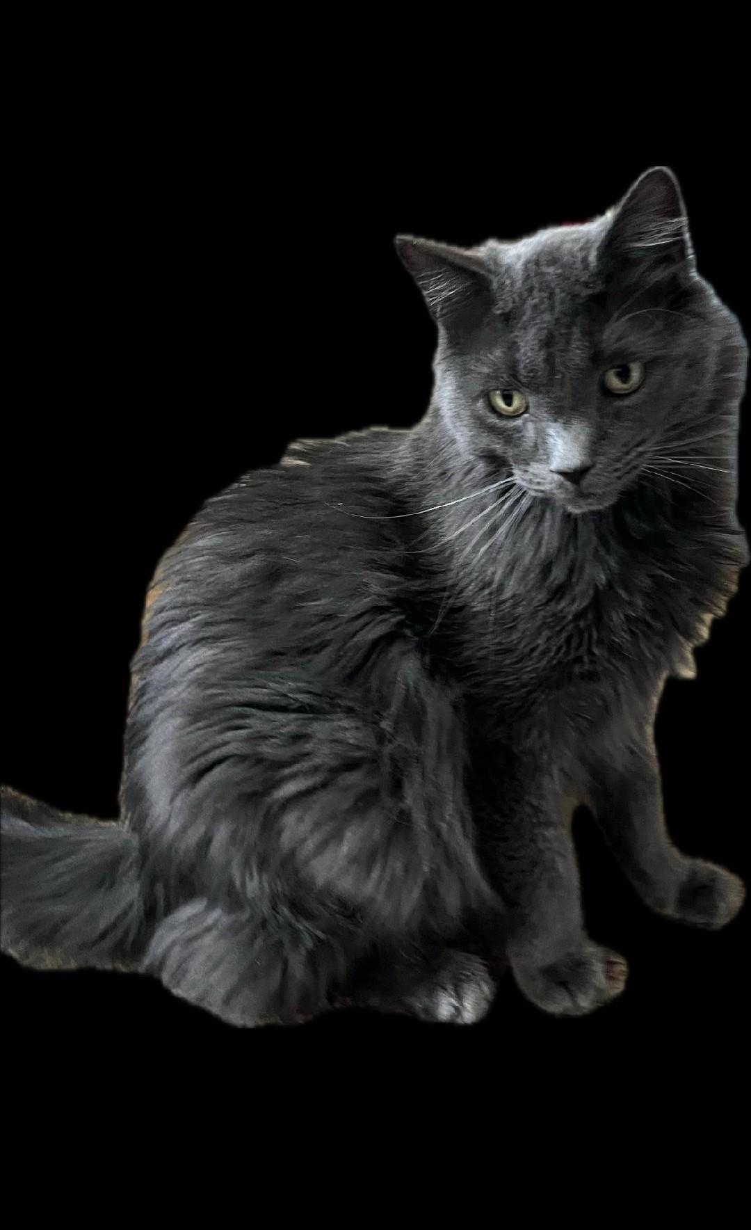 Duke, Adoptable, Adult Male Domestic Medium Hair.