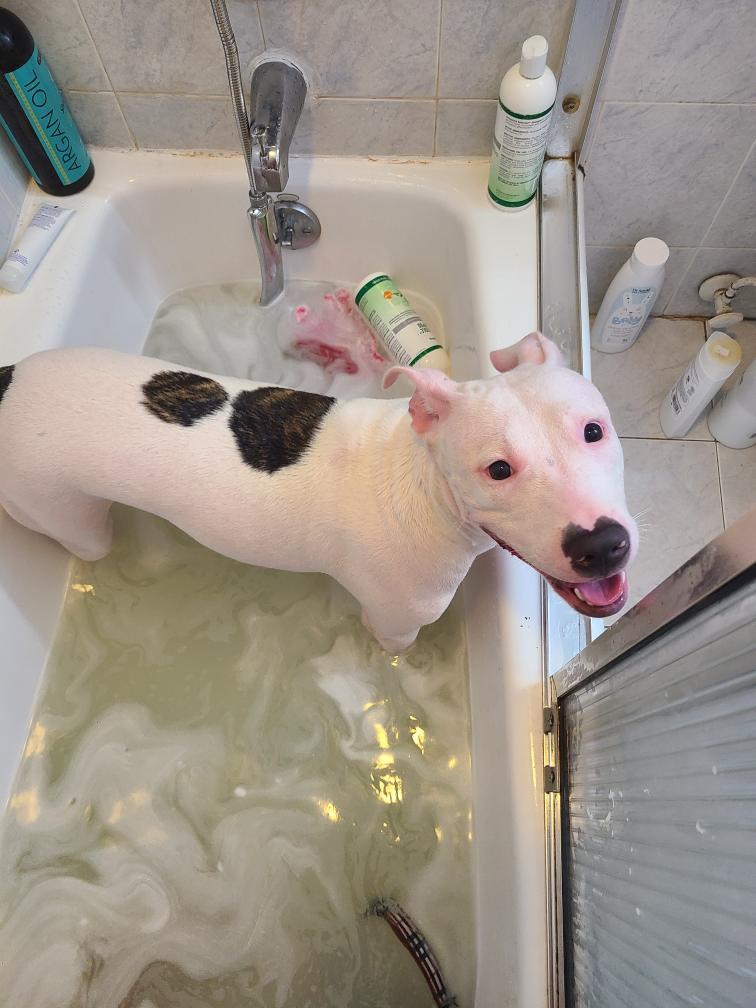 Lola, a Adoptable mixed breed in Cresco, PA image 1/5