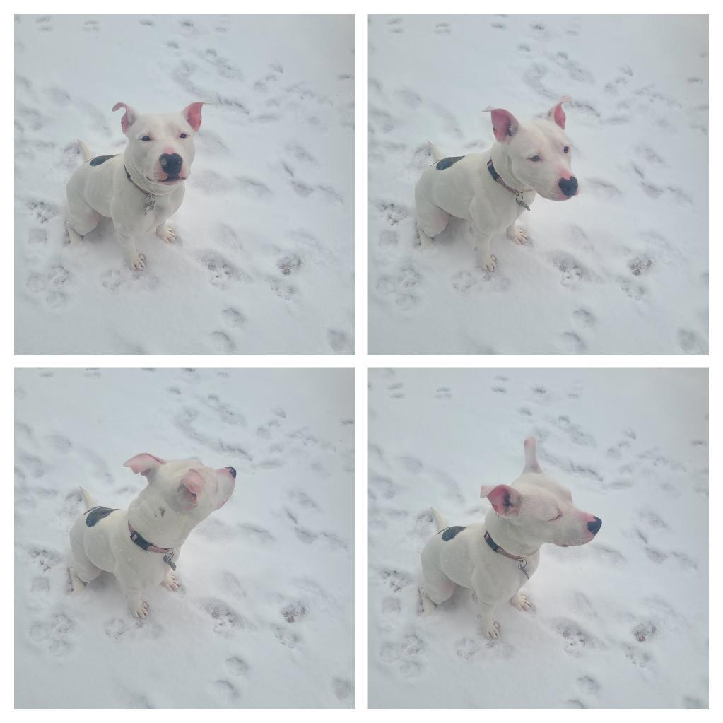 Lola, a Adoptable mixed breed in Cresco, PA image 2/5