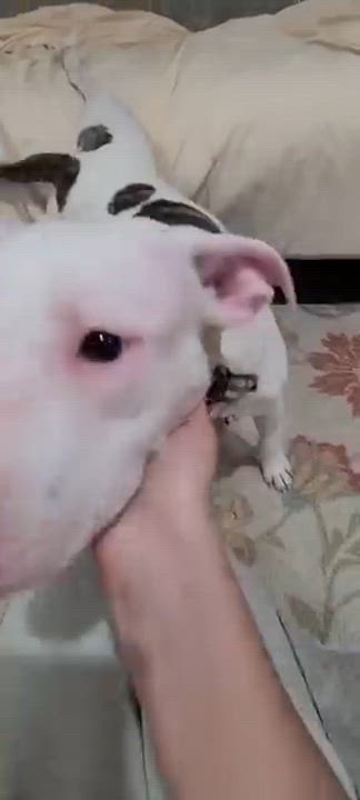 Enlarge Lola, a Adoptable mixed breed in Cresco, PA video 5/5