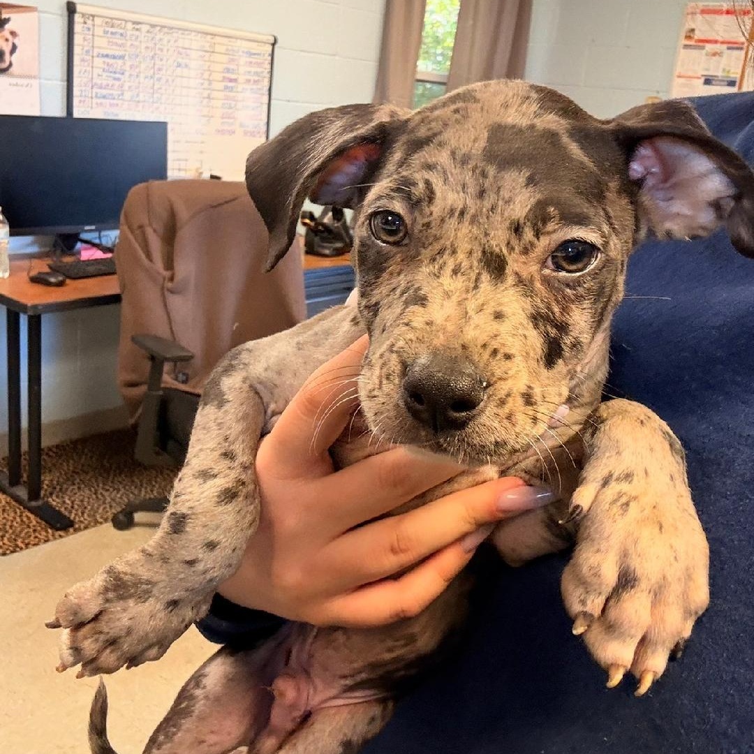 Cowboy, Adopted, Puppy Male American Staffordshire Terrier & American Bully.